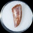 Good Quality Raptor Tooth From Morocco - #14055-1